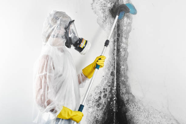 Best Mold Odor Removal Services  in Independence, OR